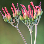 Kalanchoe waterbergensis